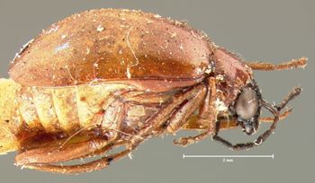 Media type: image; Entomology 18461   Aspect: habitus lateral view